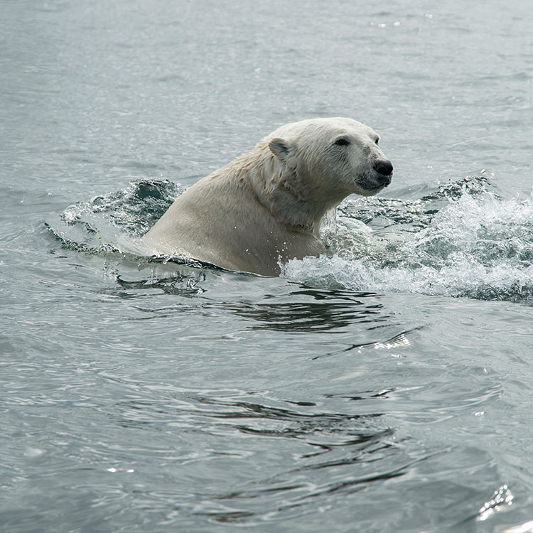 Polar bear