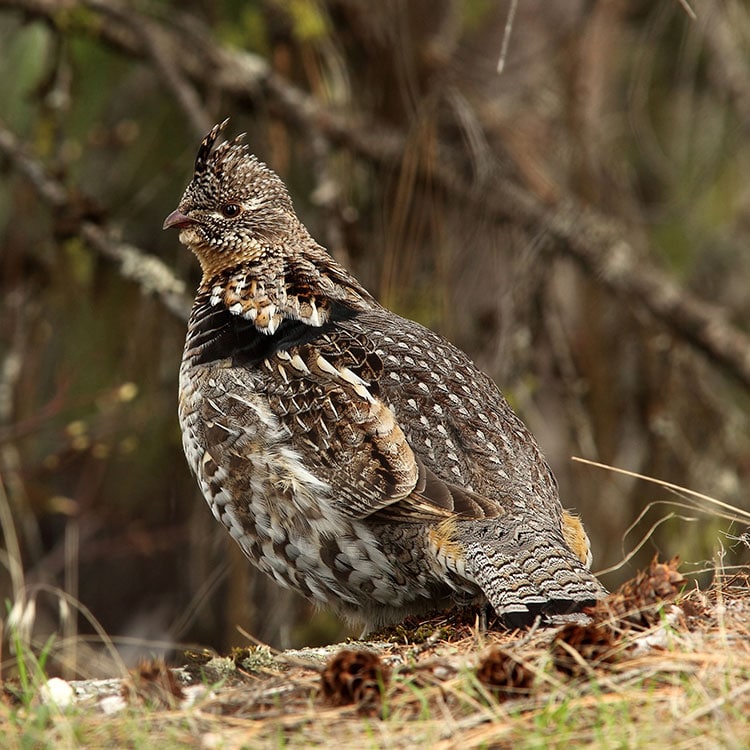 Ptarmigan